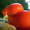 Tomate in Form einer Ente gewachsen